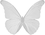 mariposa-ruher-icono